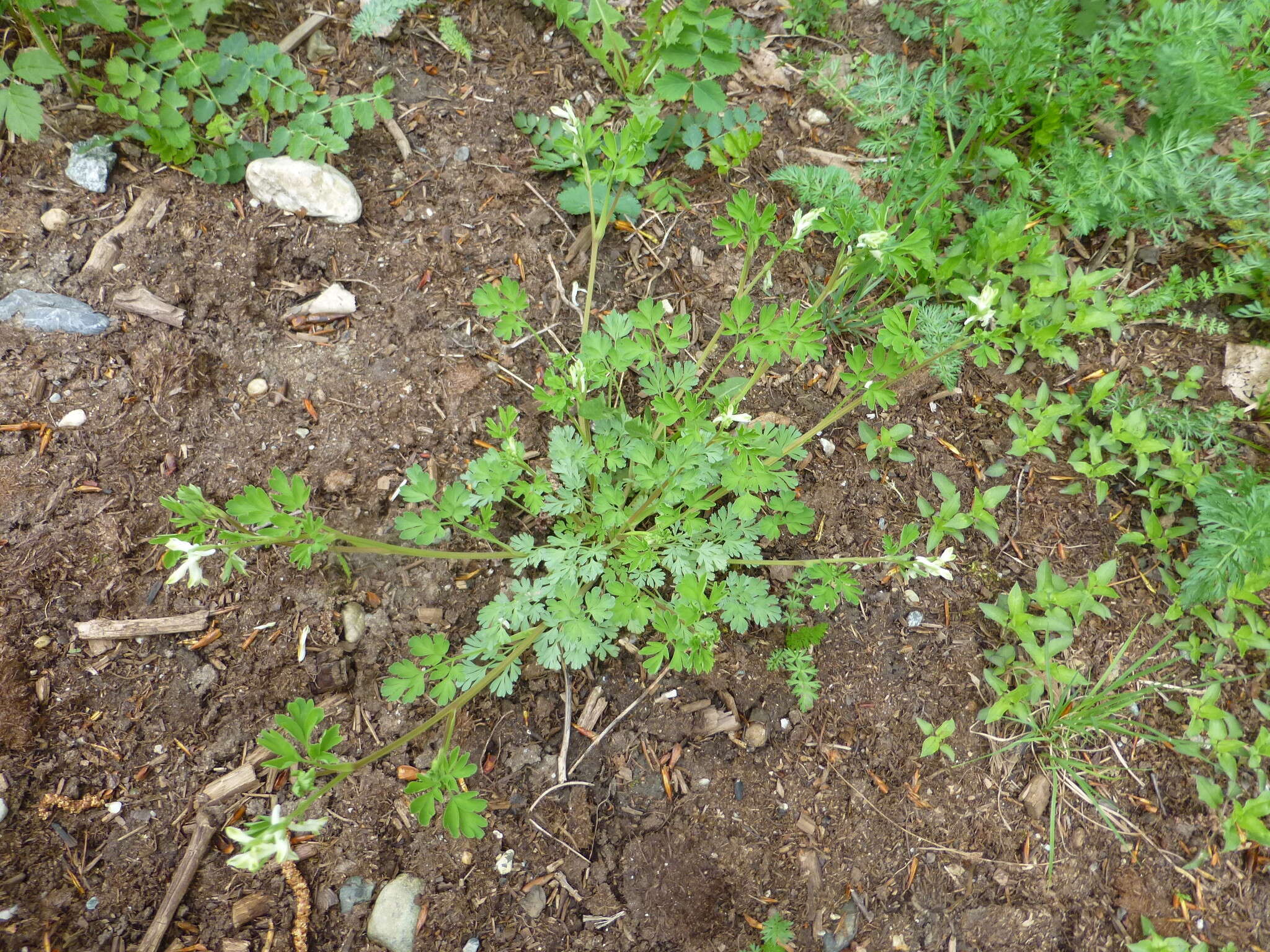 Image de Corydalis capnoides (L.) Pers.