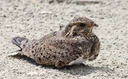 Image of Nacunda Nighthawk