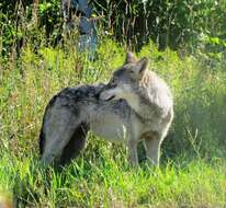 Imagem de Canis lupus nubilus Say 1823