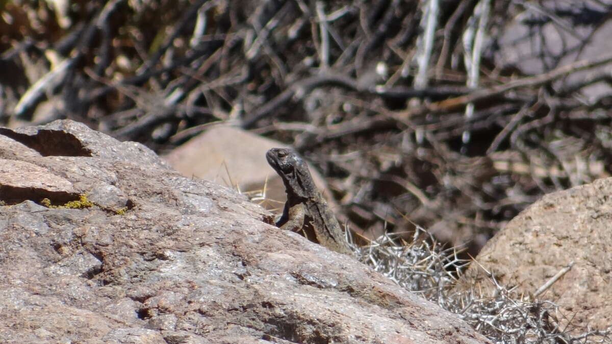 Image of Phymaturus verdugo Cei & Videla 2003