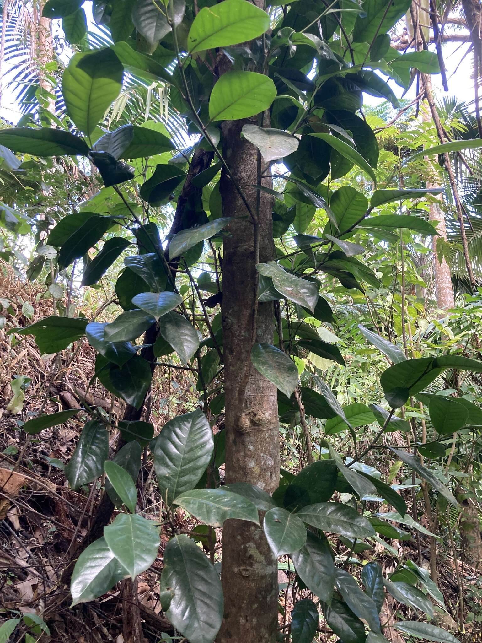 Image of Puerto Rico Magnolia