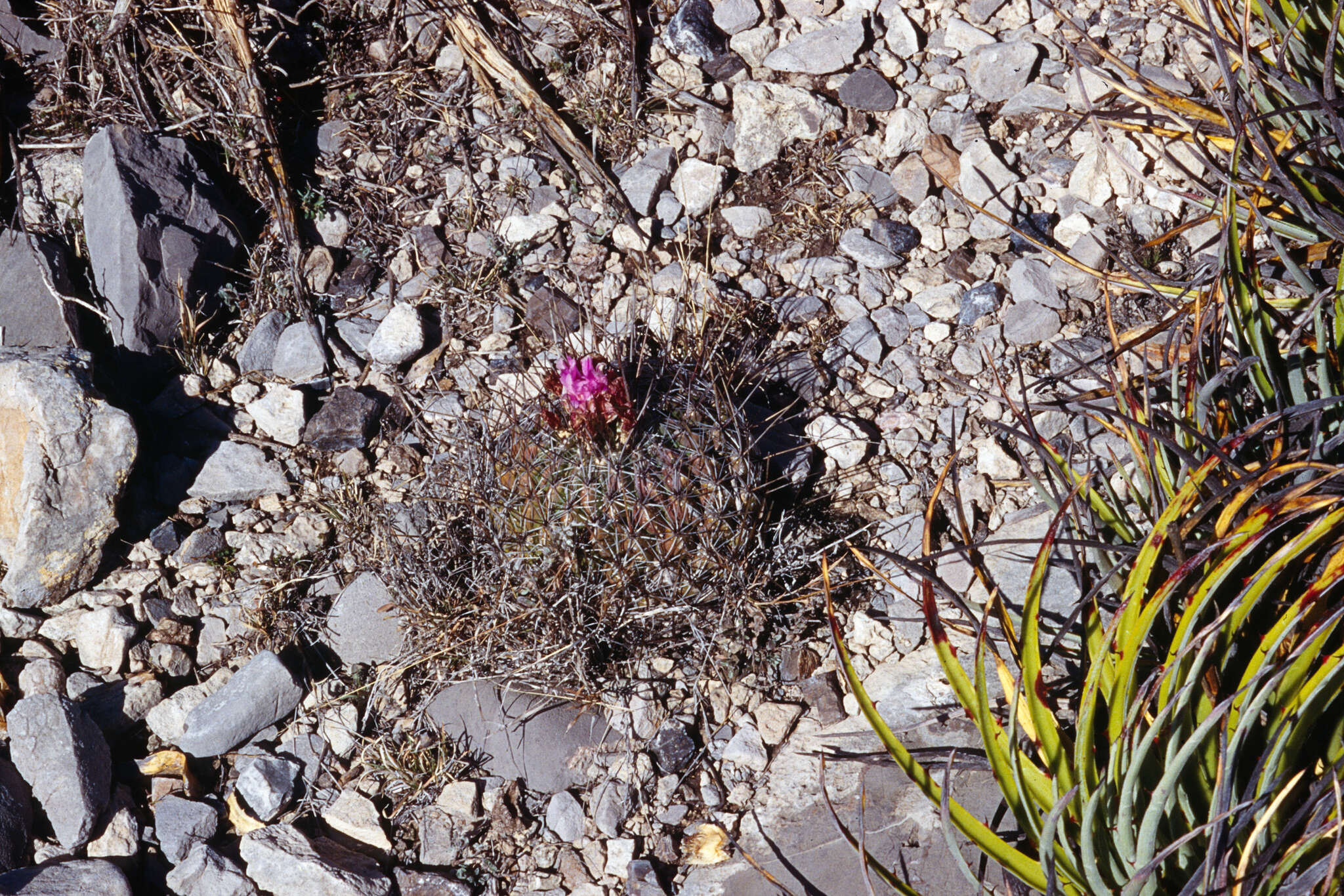 Sivun Thelocactus conothelos subsp. conothelos kuva