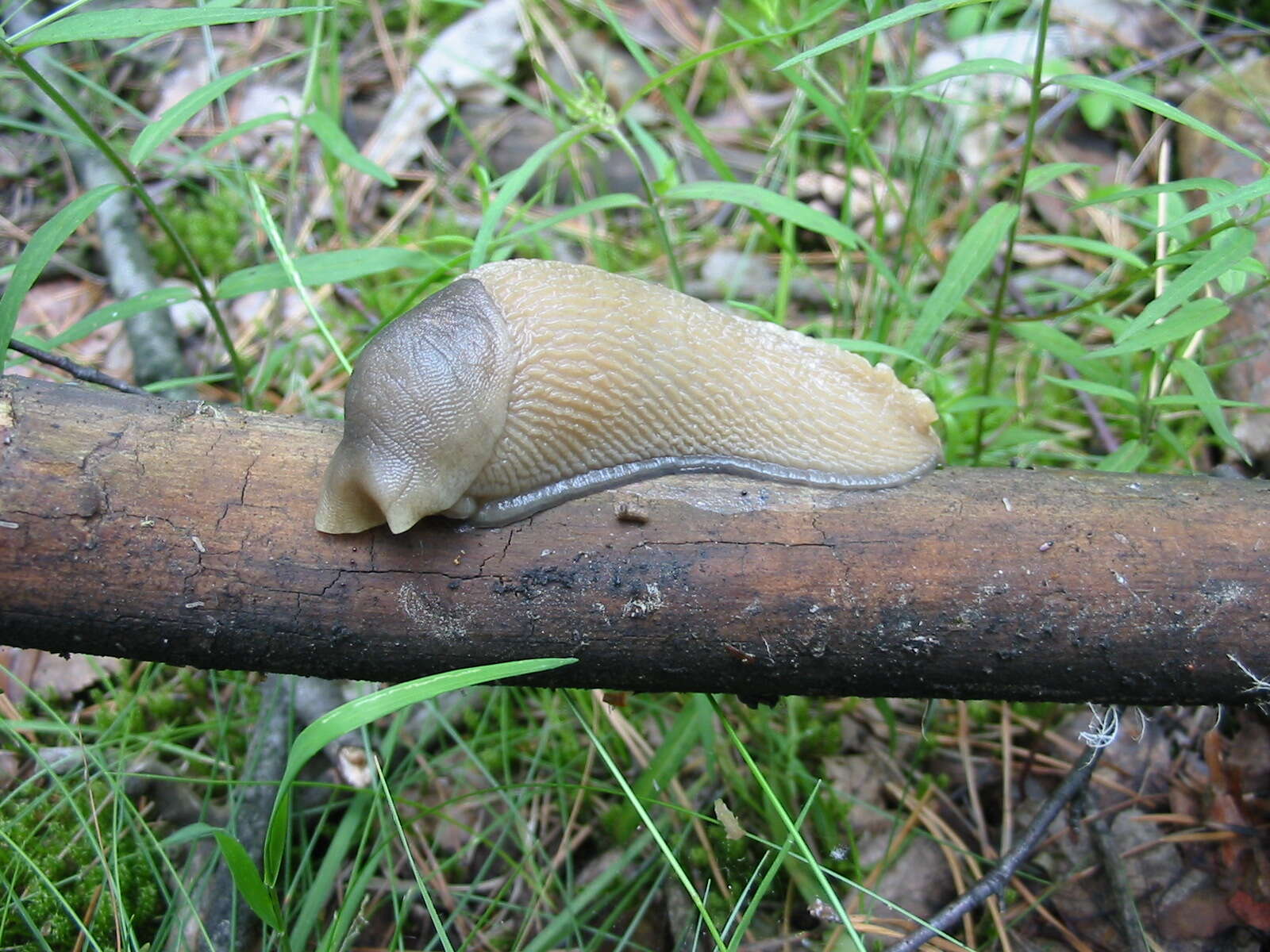 Image of ash-black slug