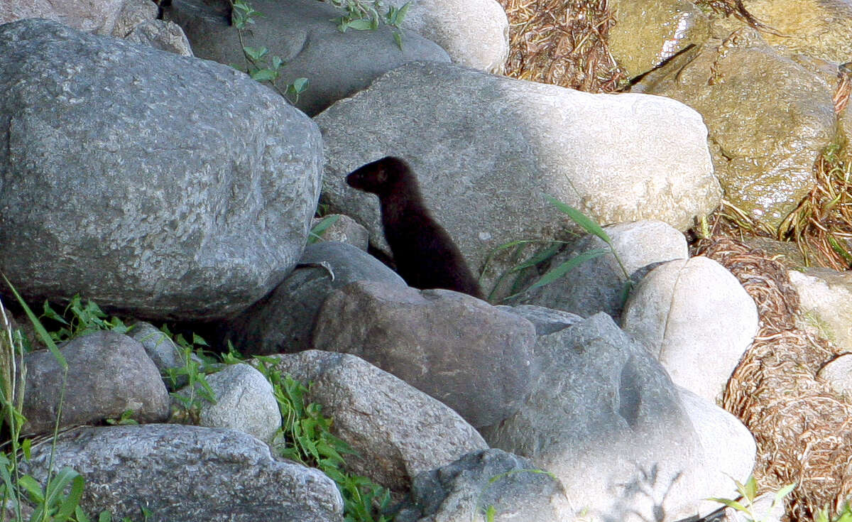 Image of American Mink