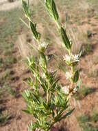 Image of Bergia decumbens Planch. ex Harv.