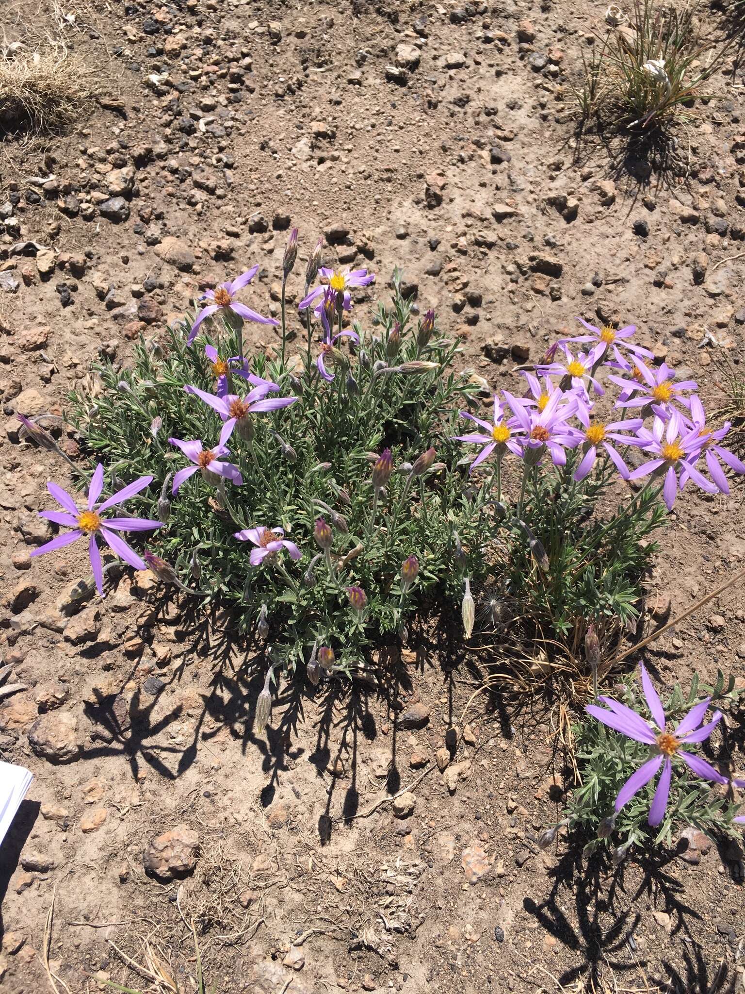 Image of Lava aster