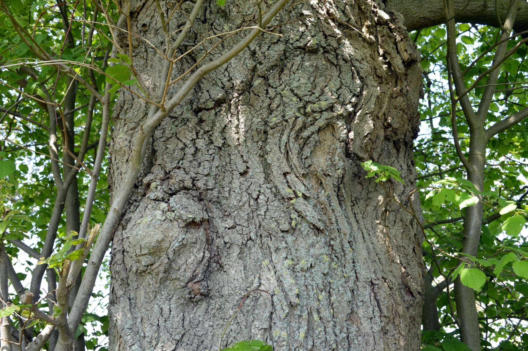 Image of Large-leaved Lime
