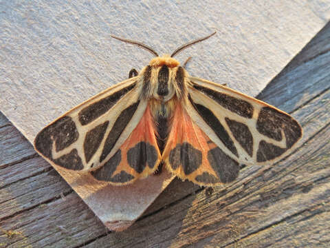 Image of Nais Tiger Moth