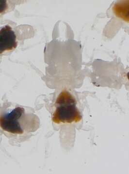 Image of Marley's gnathiid (a crustacean)