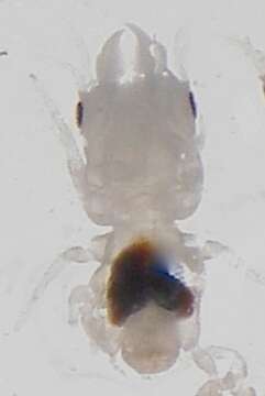 Image of Marley's gnathiid (a crustacean)