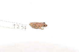 Image of Pristimantis trachyblepharis (Boulenger 1918)