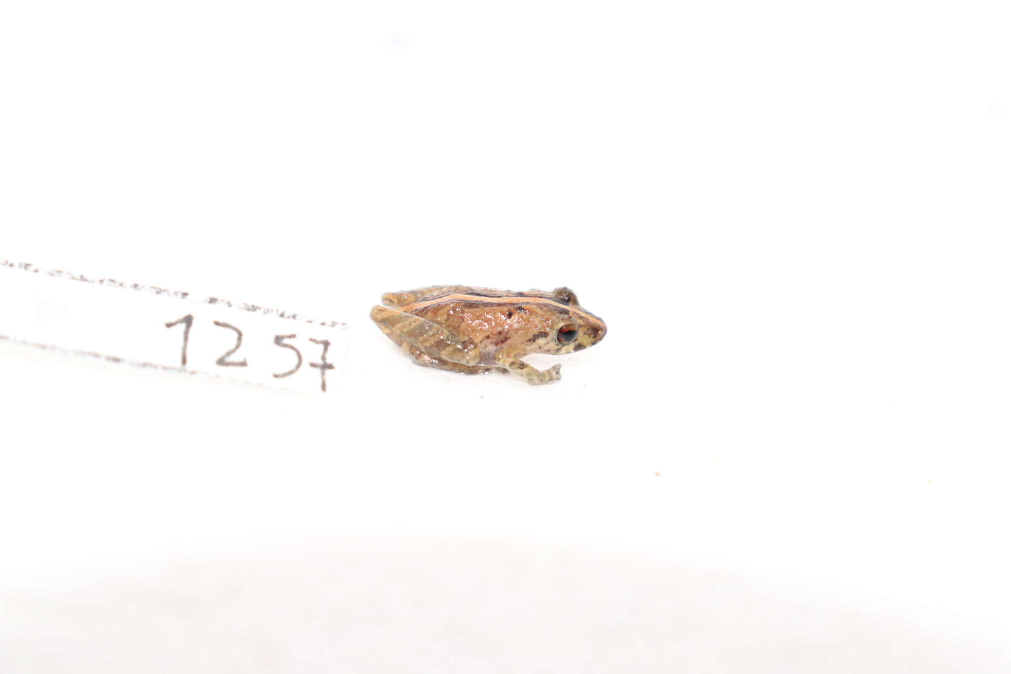 Image of Pristimantis trachyblepharis (Boulenger 1918)