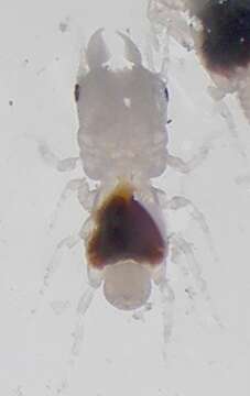 Image of Marley's gnathiid (a crustacean)