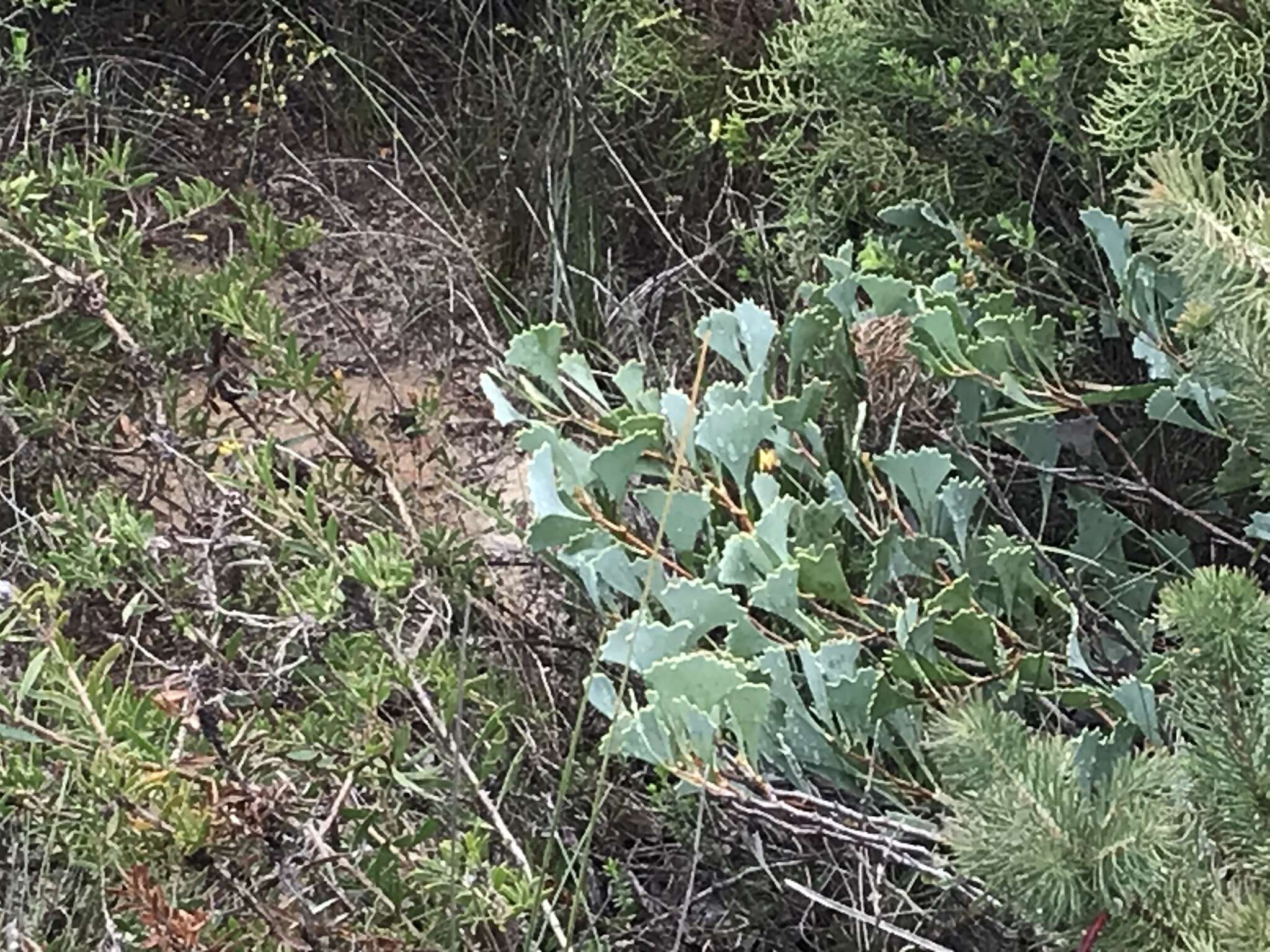 Image of Hakea flabellifolia Meissn.