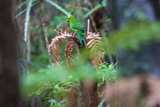 Image of Yellow-crowned Kakariki