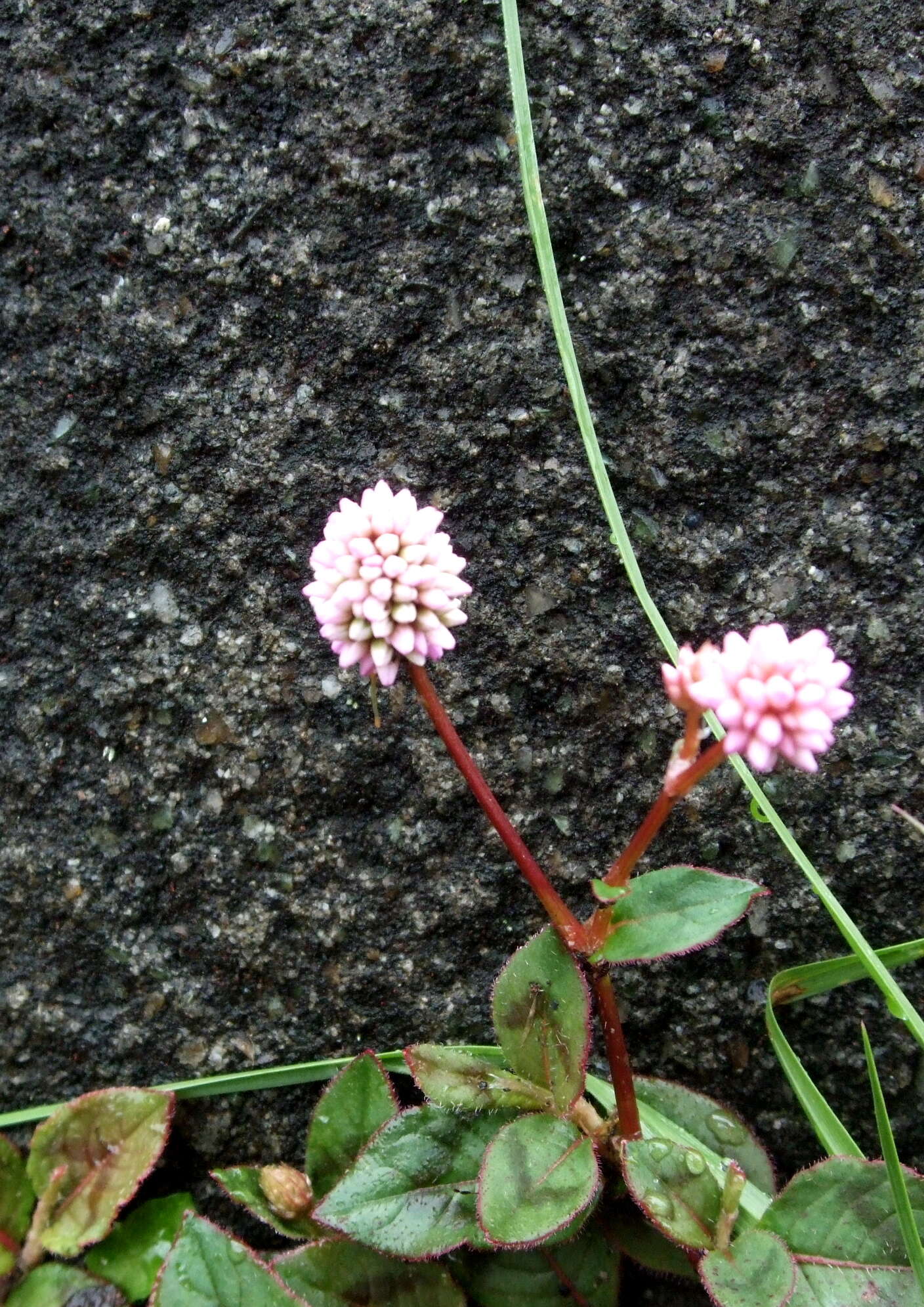 頭花蓼的圖片