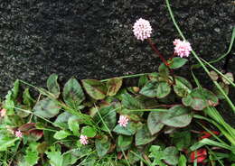 Imagem de Persicaria capitata (Buch.-Ham. ex D. Don) H. Gross