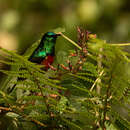 Image of Ruwenzori Double-collared Sunbird