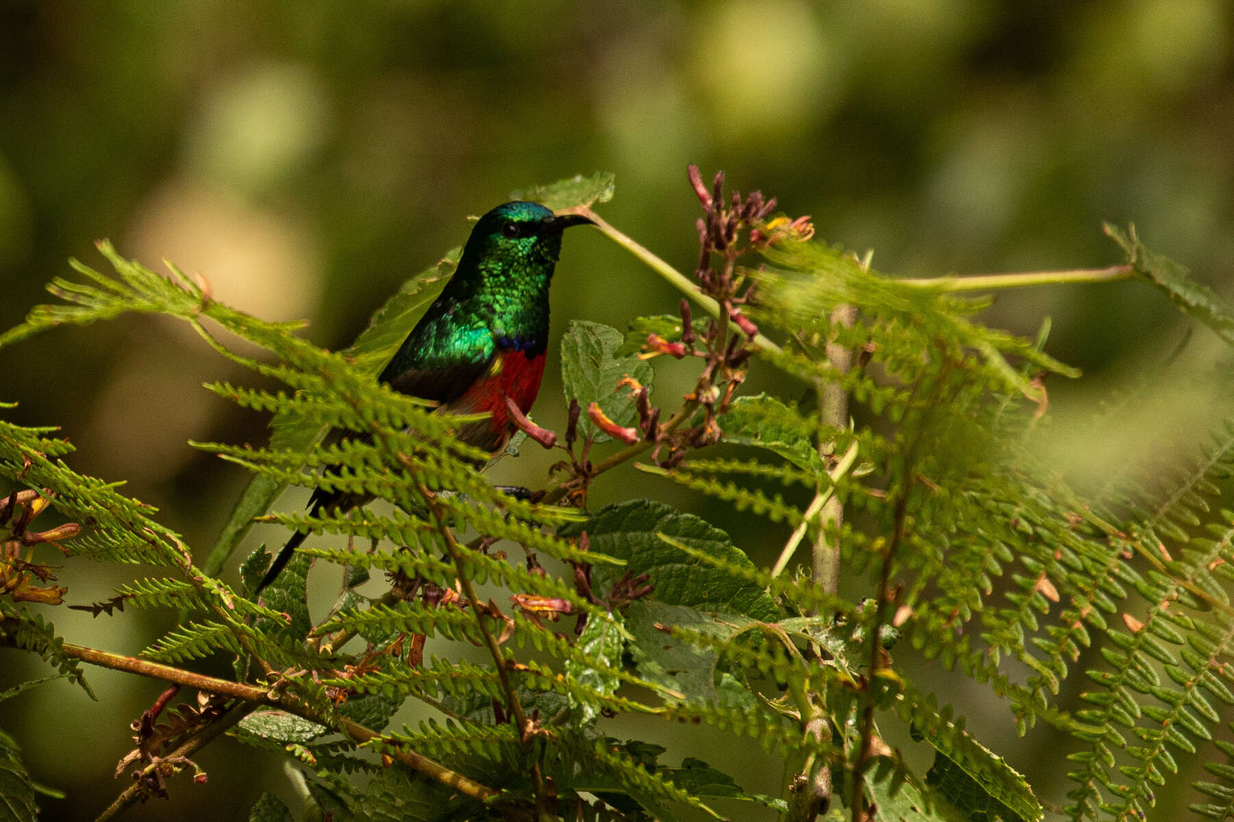 Image of Ruwenzori Double-collared Sunbird