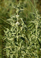 Image of horehound