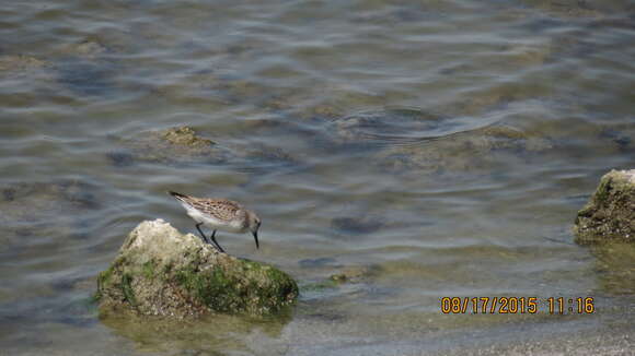 Image of Western Sandpiper