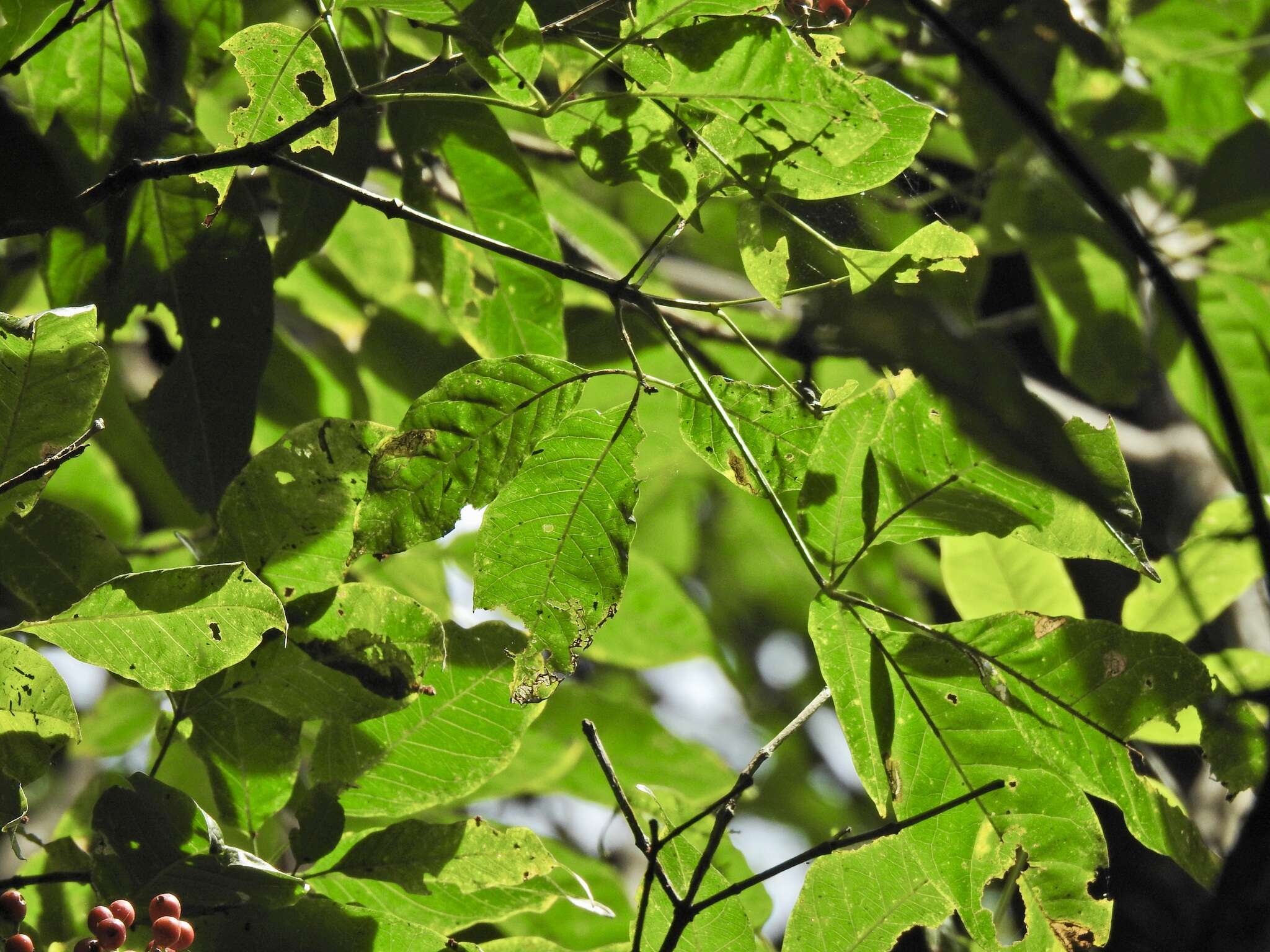 Image of Vitex queenslandica (Munir) Bramley