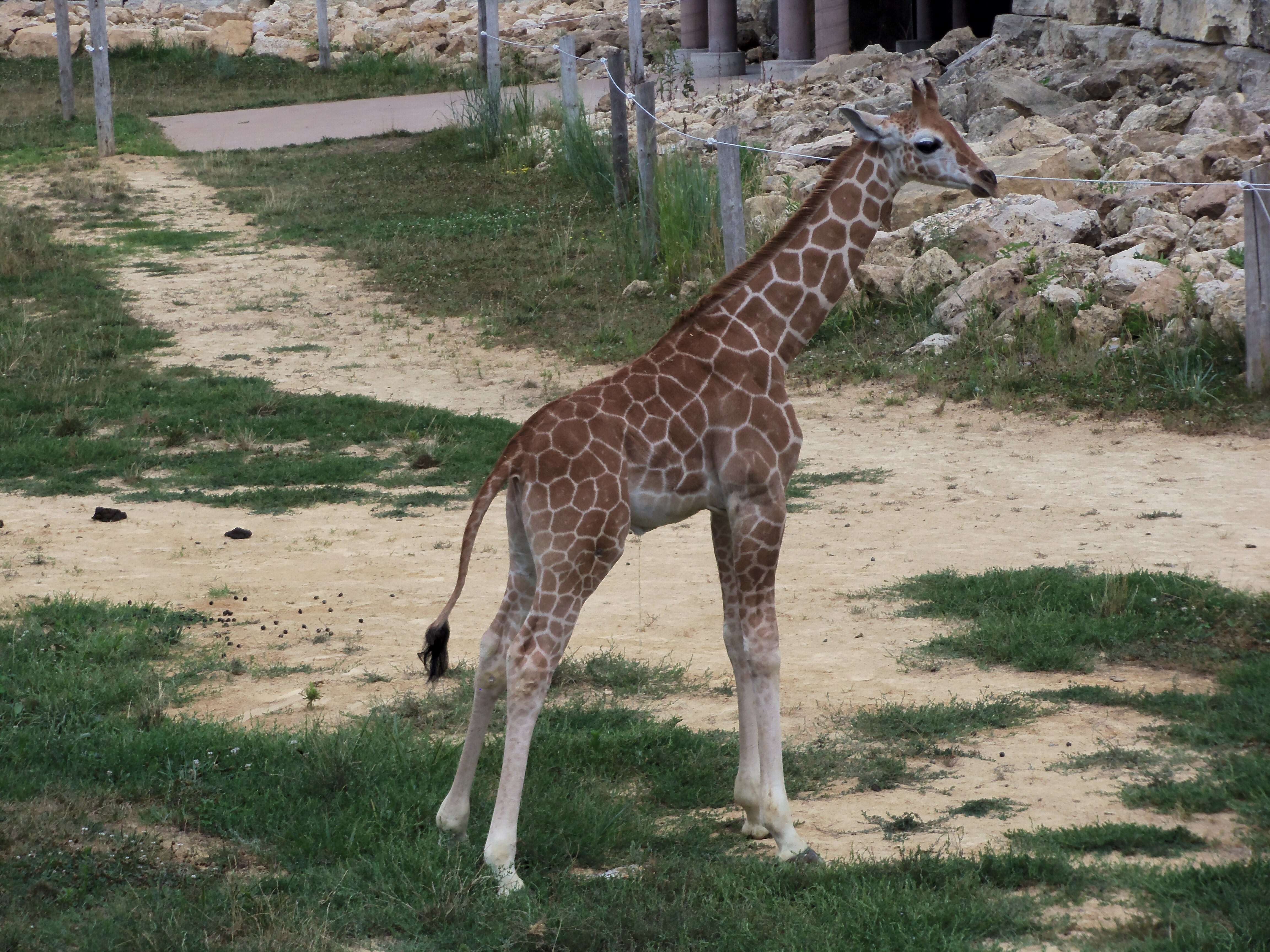 Image of reticulated giraffe