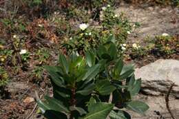 Image of strawberry tree