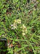 Imagem de Psoralea cyphocalyx A. Gray