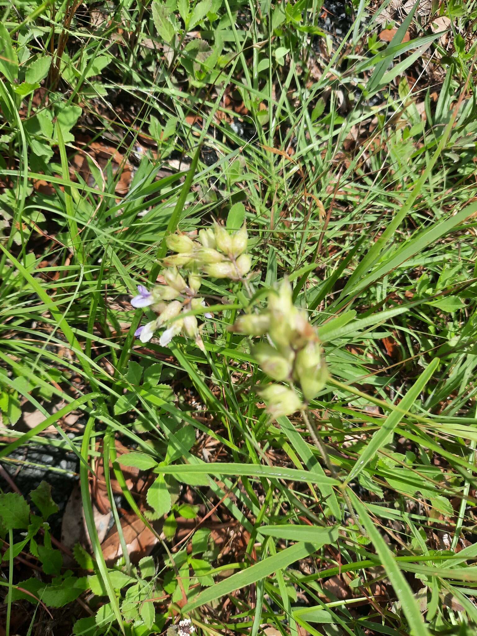 Imagem de Psoralea cyphocalyx A. Gray