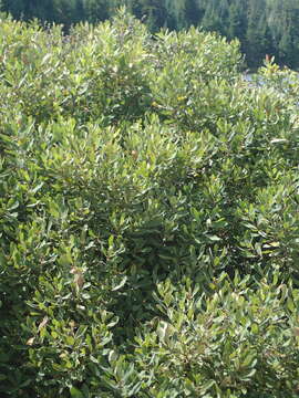 Image of Bog-myrtle