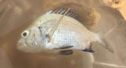 صورة Acanthopagrus pacificus Iwatsuki, Kume & Yoshino 2010