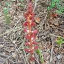 Image of Orobanche variegata Wallr.