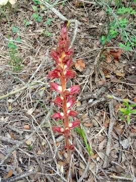 Image de Orobanche variegata Wallr.