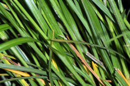 Image of Hitchcock's sedge