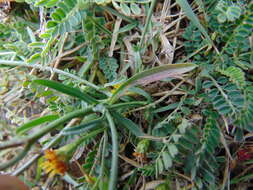 Image of Gutierrezia sericocarpa (A. Gray) M. A. Lane