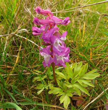 Слика од Corydalis cava (L.) Schweigger & Koerte