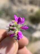 Image of oakwoods prairie clover