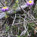 Olearia ciliata (Benth.) F. Müll. resmi