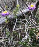 Image of fringed daisy-bush