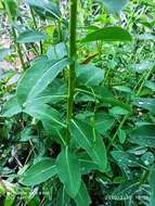 Image of Euphorbia paniculata Desf.