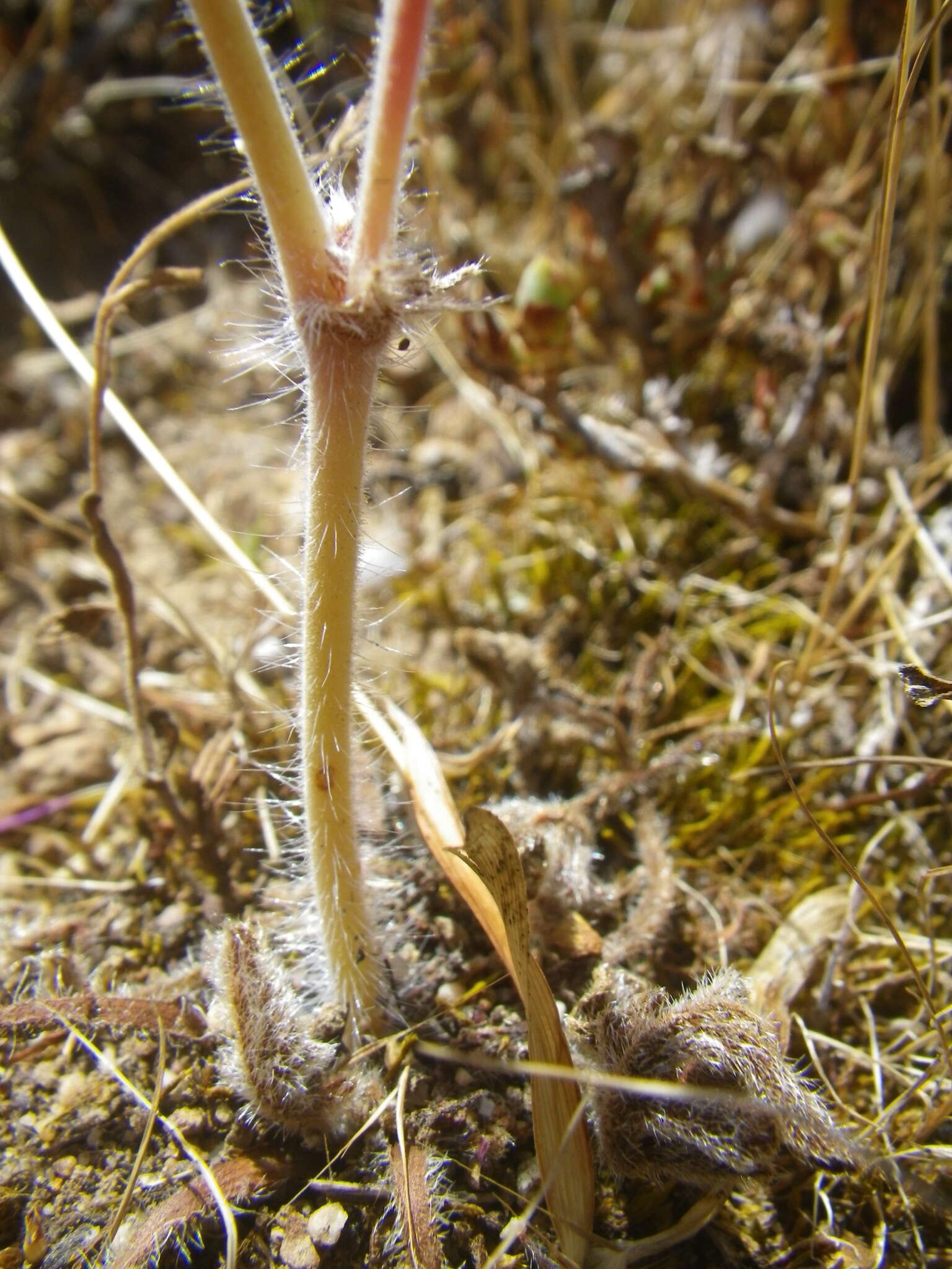 Image of Pelargonium auritum subsp. auritum