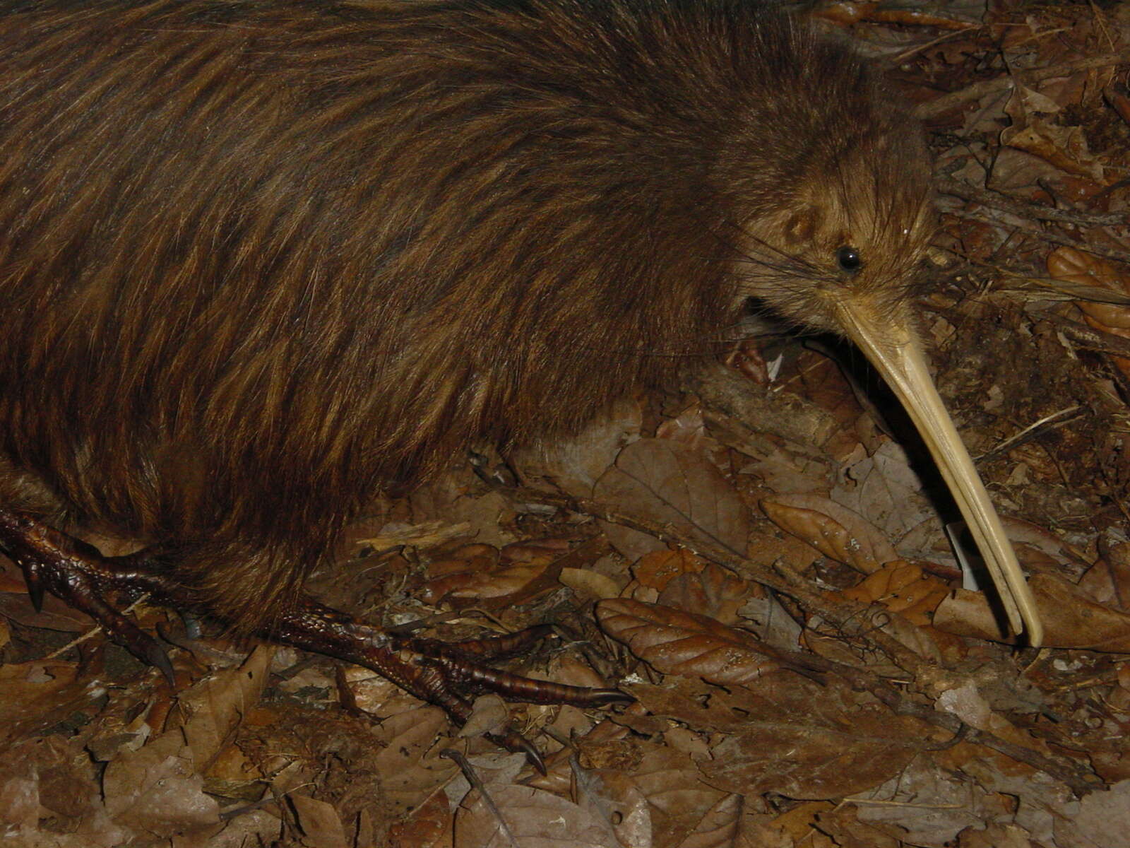 Image of Southern Brown Kiwi