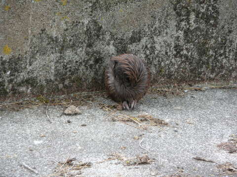 Image of Brown kiwi