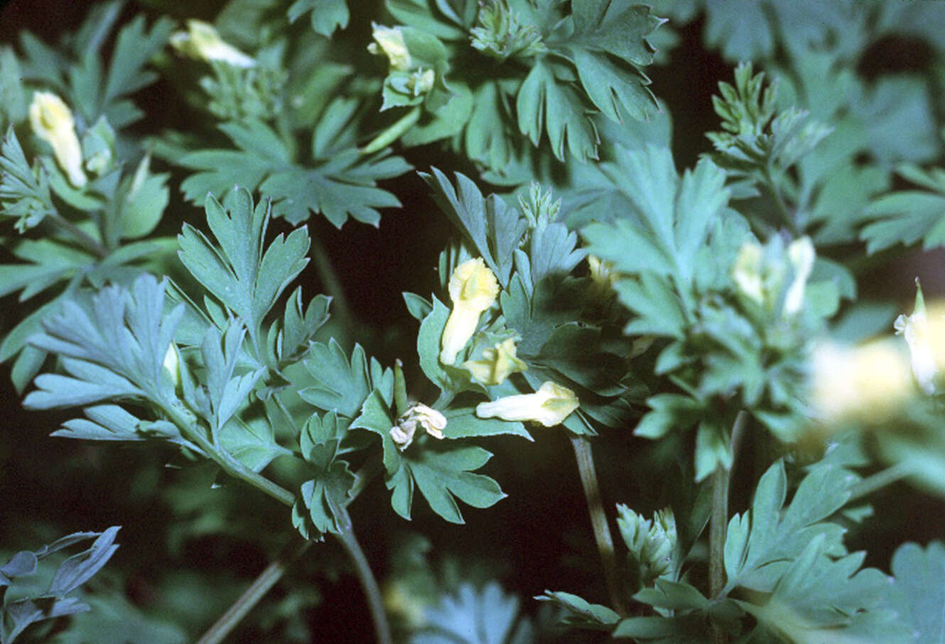 Corydalis flavula (Raf.) DC.的圖片