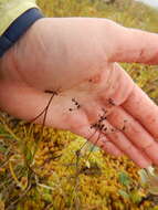 Image of Wahlenberg's Wood-Rush