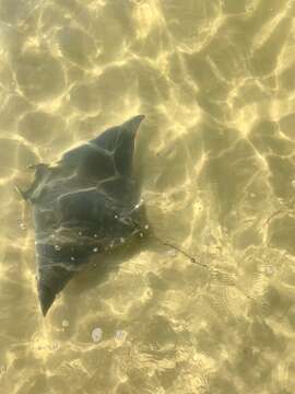 Image of Atlantic Devilray