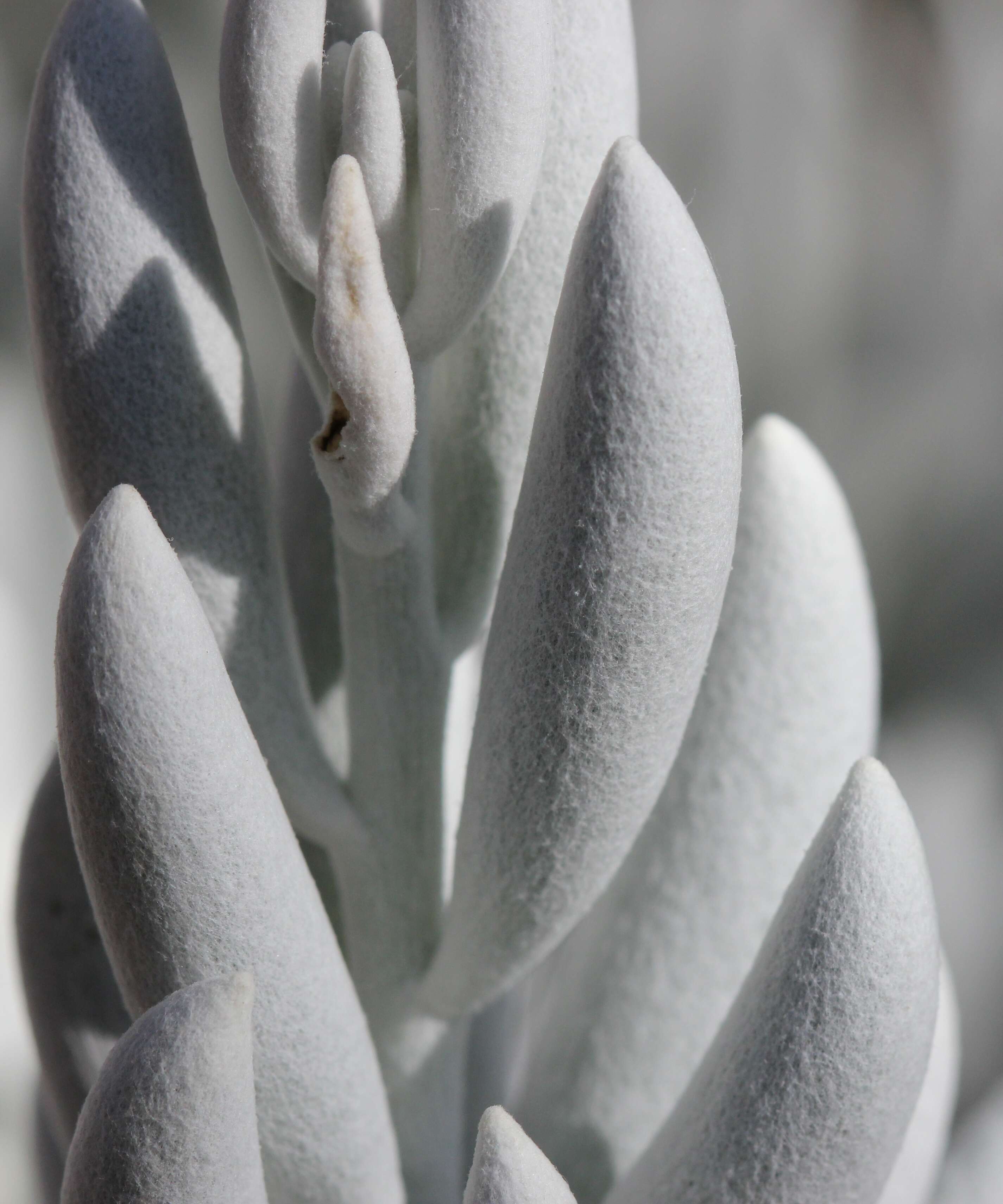 Image of cocoon-plant