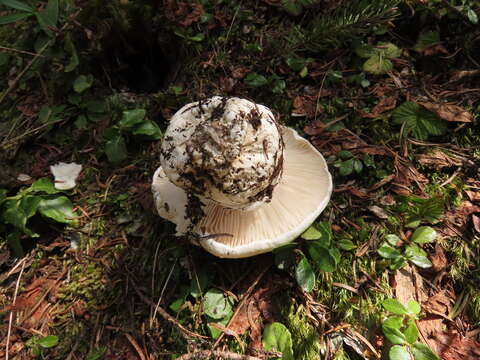 Image of Hygrophorus subalpinus A. H. Sm. 1941