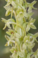 Image of Michael's rein orchid